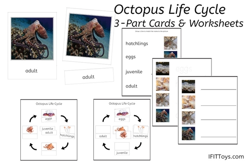 octopus lg card